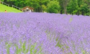 Thumbnail of post image 000