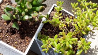 Thumbnail of post image 073