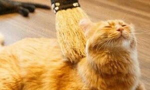 Thumbnail of post image 001