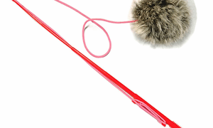 じゃれねこポンポン