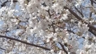 Thumbnail of post image 025